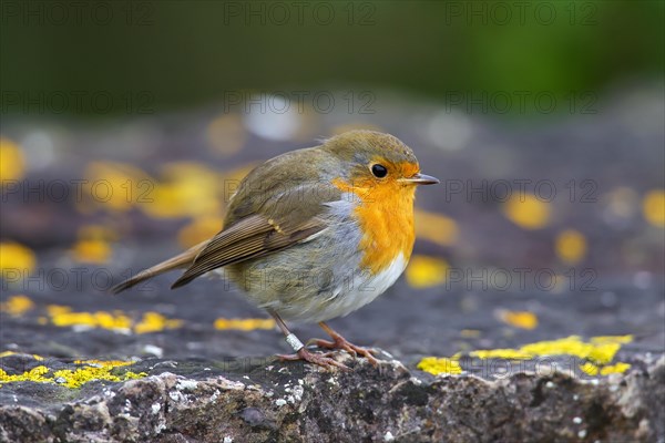 European robin