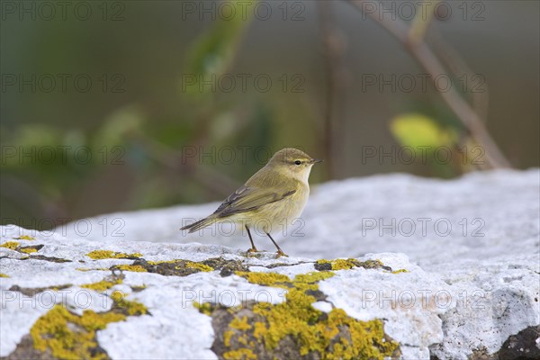 Siberian chiffchaff