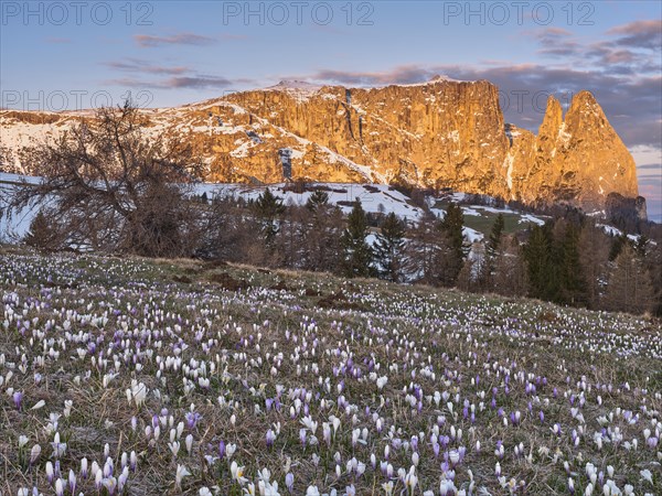 Crocus meadow in front of Schlern