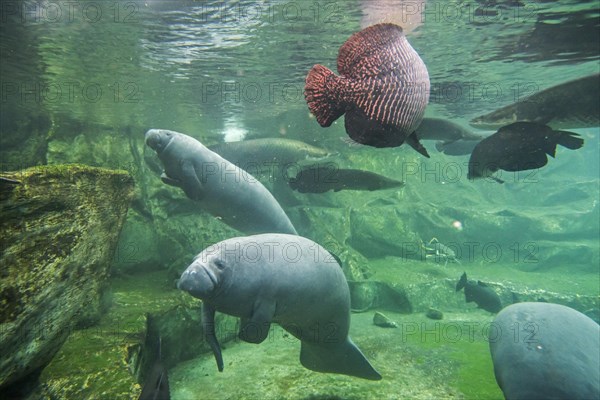 West Indian manatees