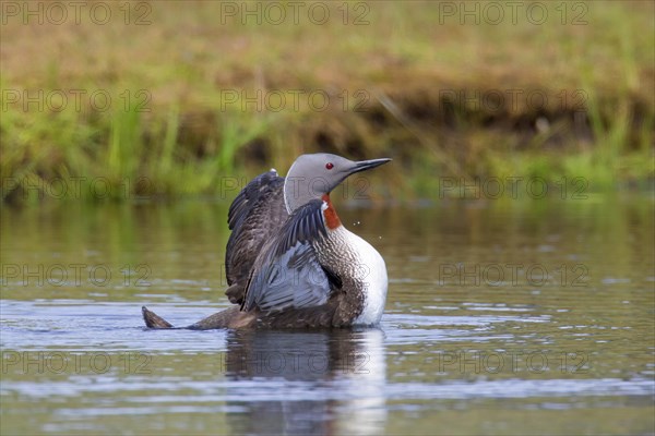 Red-throated loon