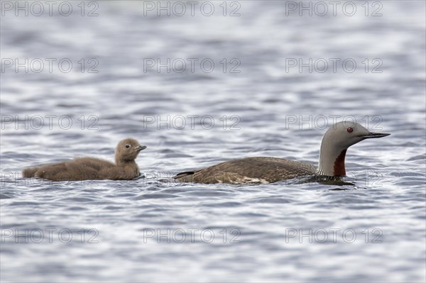 Red-throated loon