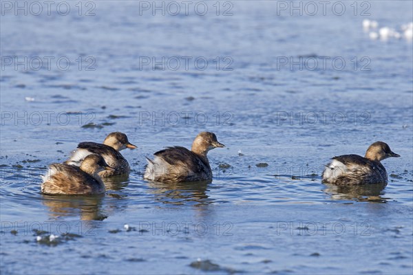 Four little grebes