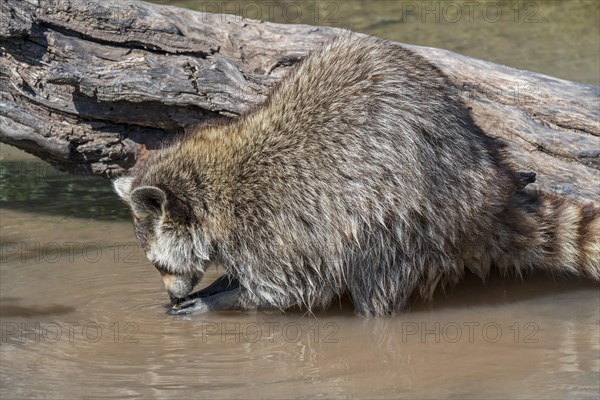 Common raccoon