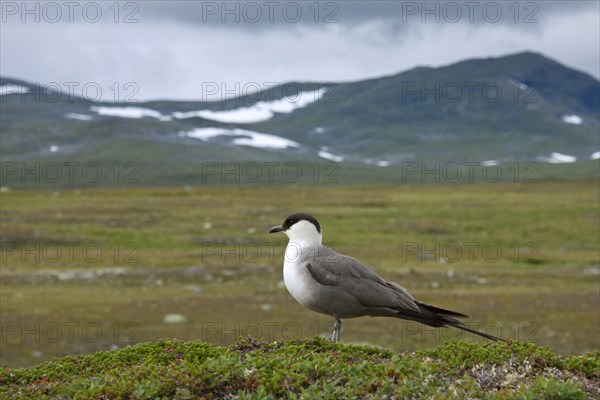 Long-tailed Jaeger