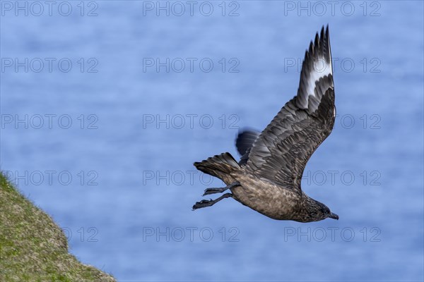 Great skua