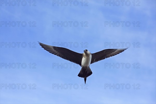 Arctic skua