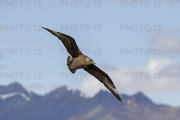 Great skua