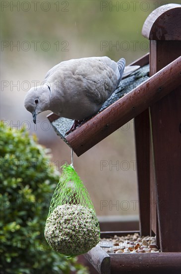 Hungry Eurasian Collared Dove
