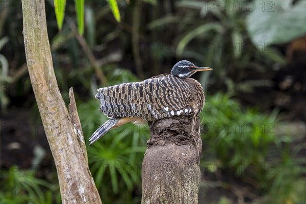 Sunbittern