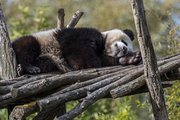 Giant panda