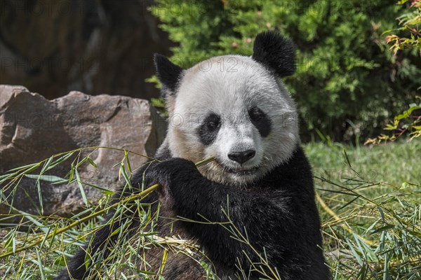 Close up of giant panda