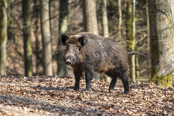 Wild boar