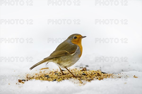 European robin