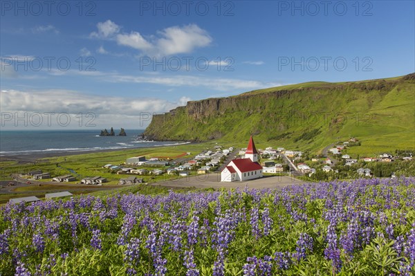 Vik church at the village Vik i Myrdal and lupines in flower in summer