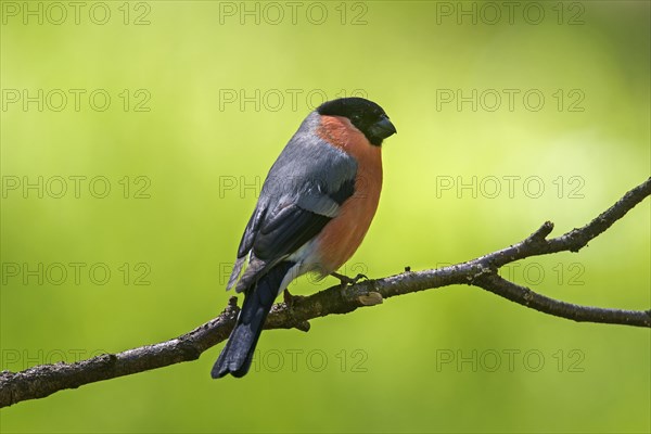 Eurasian bullfinch