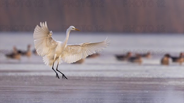 Great egret