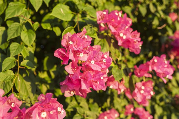 Hydrangea