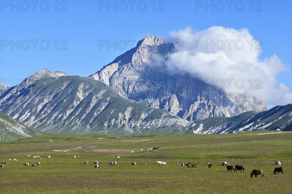 Herd of horses and cows in front of the summit of Gran Sasso