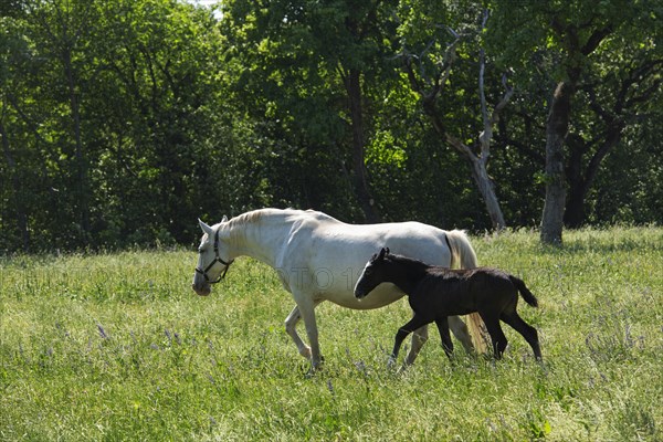 Lipizzaner horses