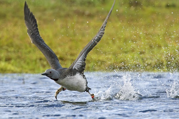 Ringed red-throated loon