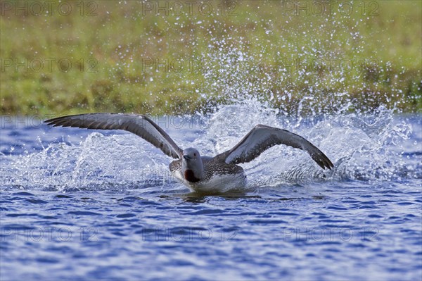 Red-throated loon