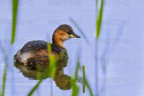 Little grebe