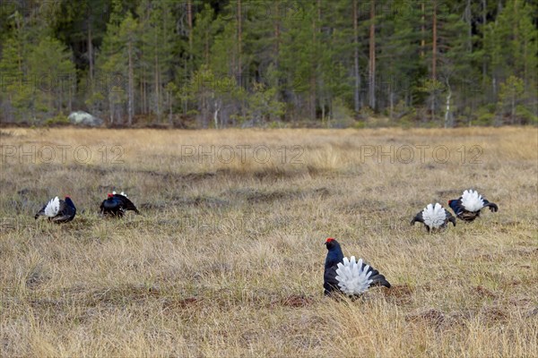 Black grouse