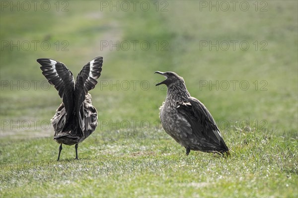 Great skua