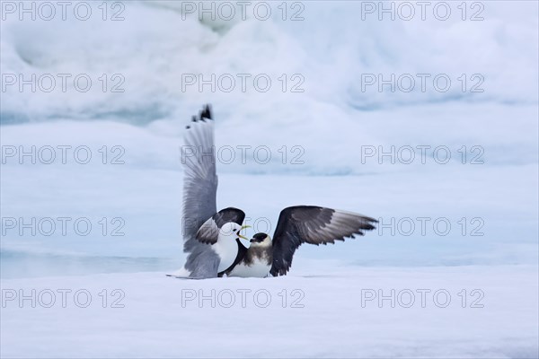 Arctic skua