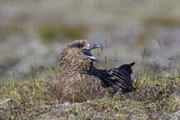 Nesting great skua