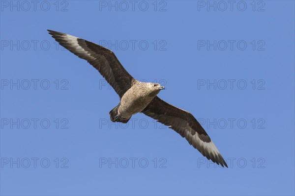 Great skua