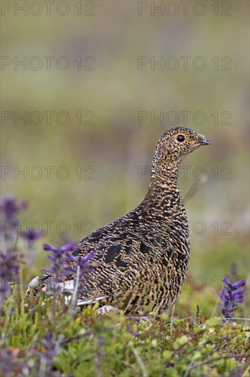 Icelandic rock ptarmigan