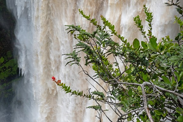 Kaieteur Falls on the Potaro River in the Kaieteur National Park