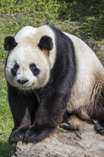 Giant panda