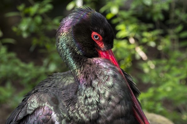 Black stork