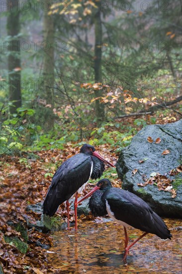 Two black storks