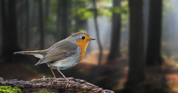 European robin