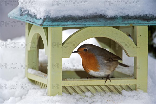 European Robin