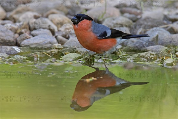 Eurasian bullfinch