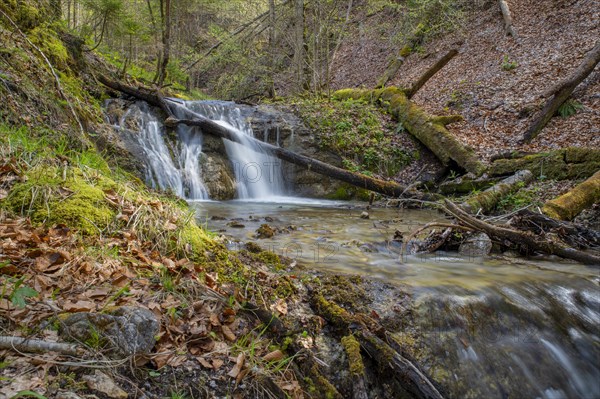 Forest stream with waterfall in the UNESCO World Heritage Beech Forest in the Limestone Alps National Park