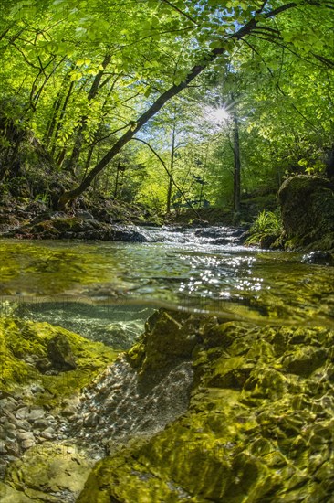 Underwater photo in a mountain stream in the Kalkalpen National Park