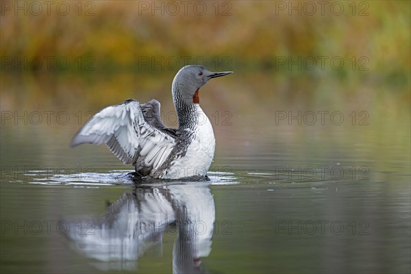 Red-throated loon