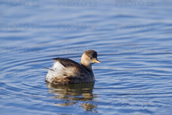 Little grebe