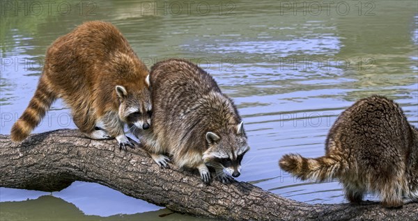 Three common raccoons