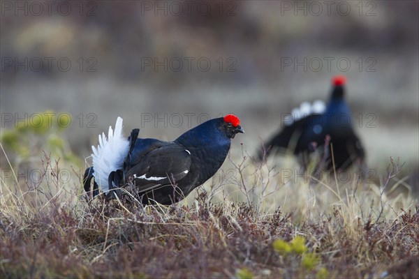 Black grouse