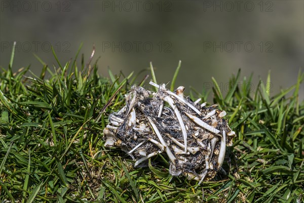 Close up of regurgitated pellet from great skua