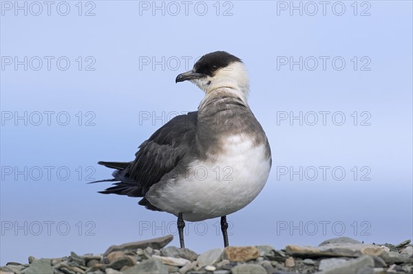 Arctic skua