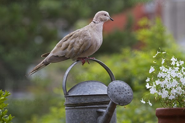 Eurasian Collared Dove