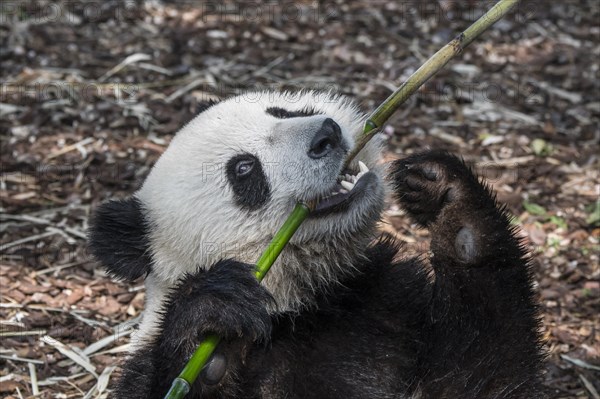 Young two year old giant panda